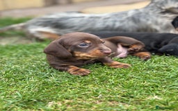 Miniature Dachshund dogs for sale: Miniature Smooth-Haired Dachshunds  - Image 7