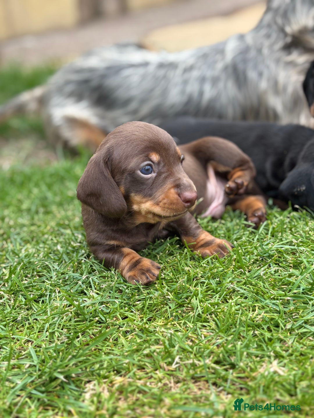 Miniature Dachshund dogs for sale: Miniature Smooth-Haired Dachshunds  - Image 7