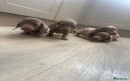 Miniature Dachshund dogs for sale: Miniature dachshunds  - Image 5