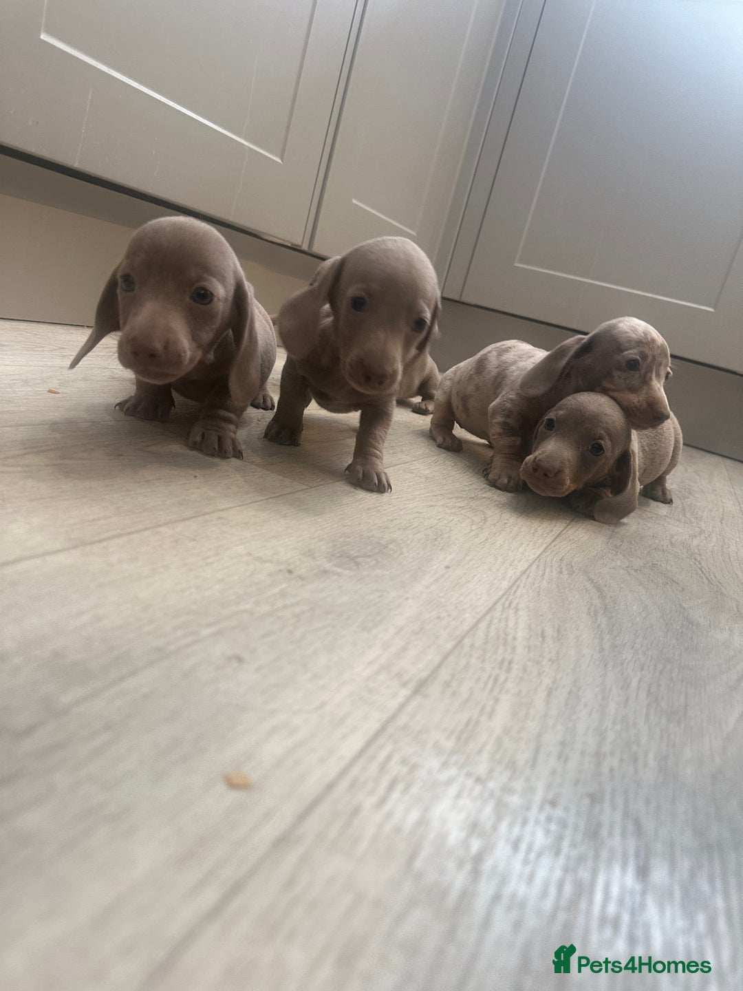 Miniature Dachshund dogs for sale: Miniature dachshunds  - Image 5