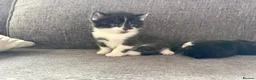 Mixed Breed cats for sale: Tuxedo kittens  in Runcorn - Advert 6