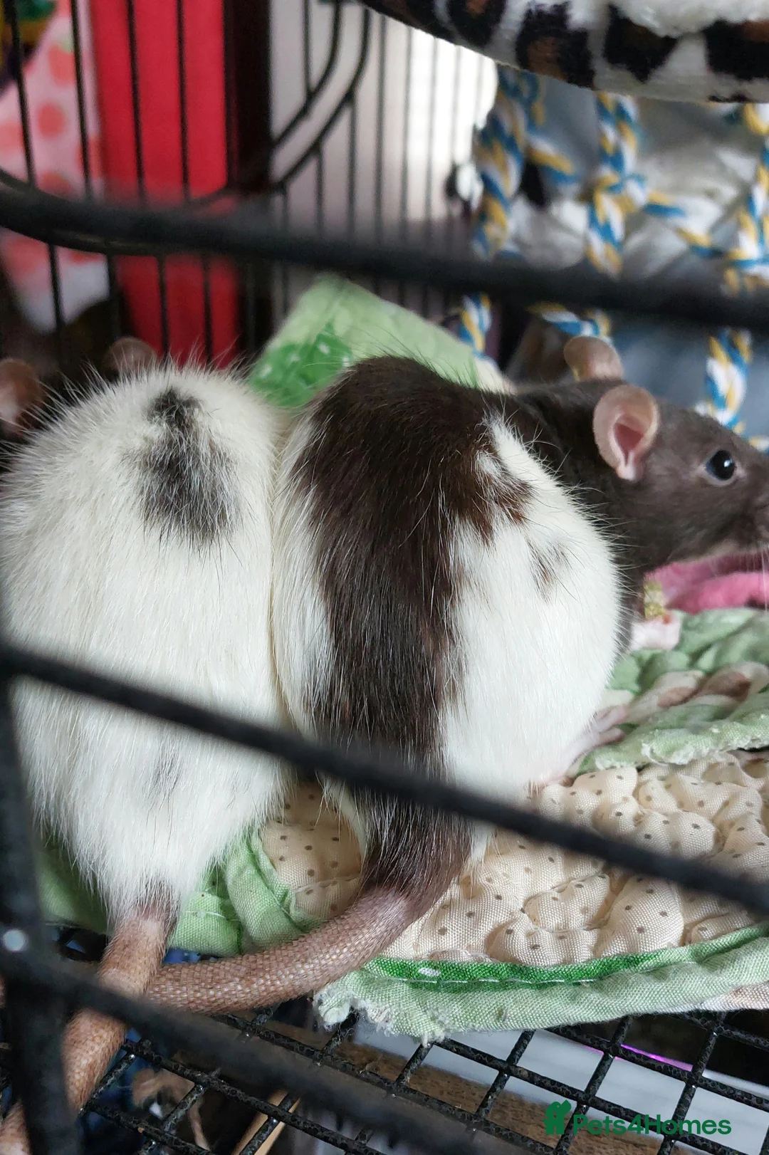 Rat rodents for sale: 2 beautiful female rats with cage and accessories  - Advert 1