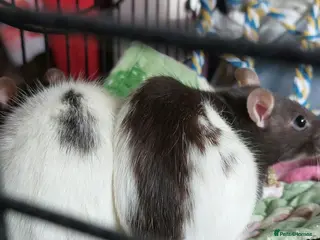 Rat rodents 2 beautiful female rats with cage and accessories - Advert 15