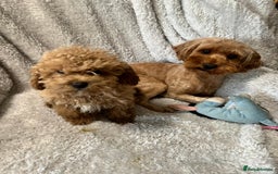 Cockapoo dogs for sale: F1b cockerpoo’s  - Image 2