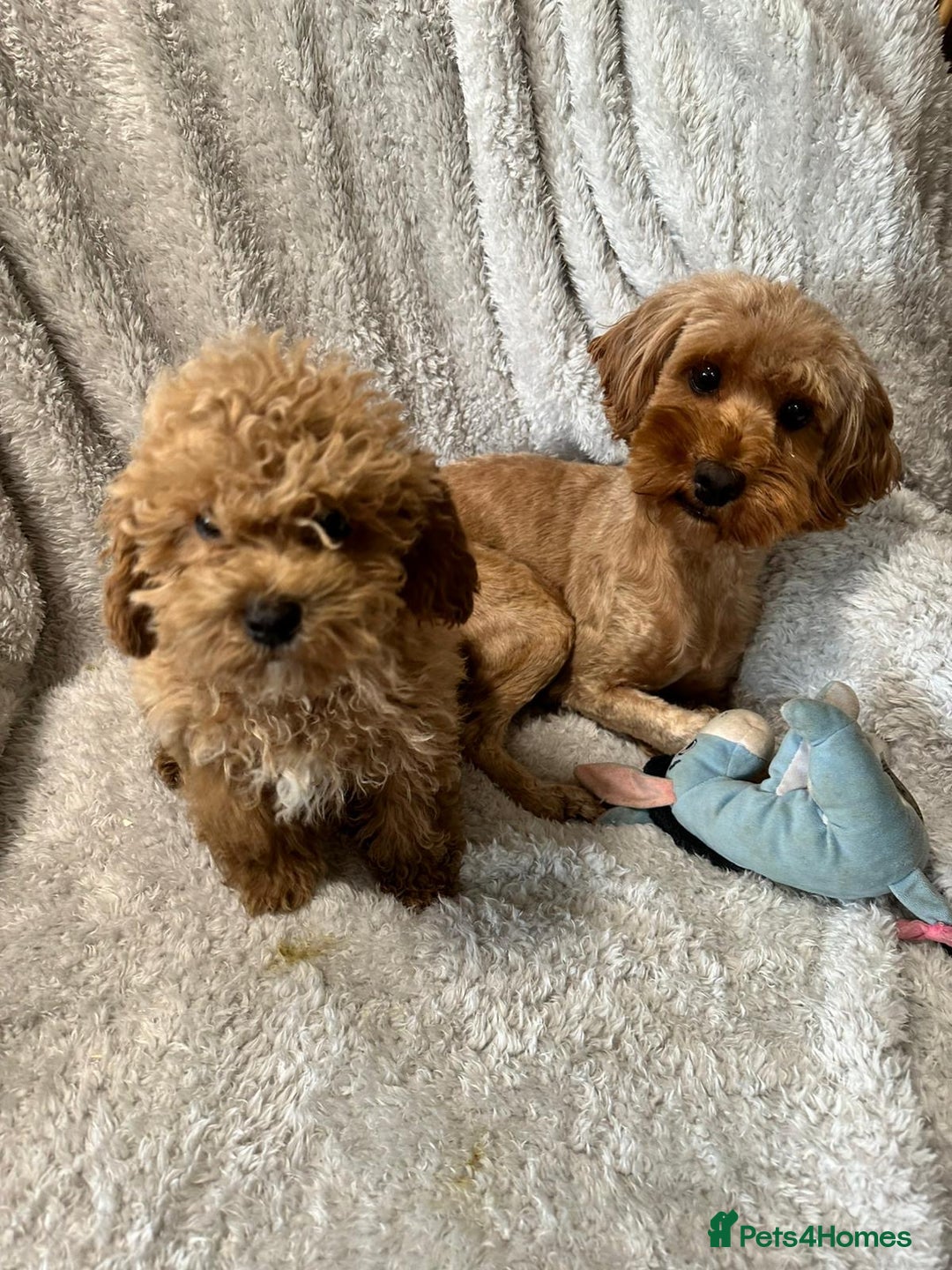 Cockapoo dogs for sale: F1b cockerpoo’s  - Image 2