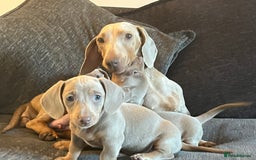 Dachshund dogs for sale: Beautiful Isabella pups exceptional quality  - Image 9
