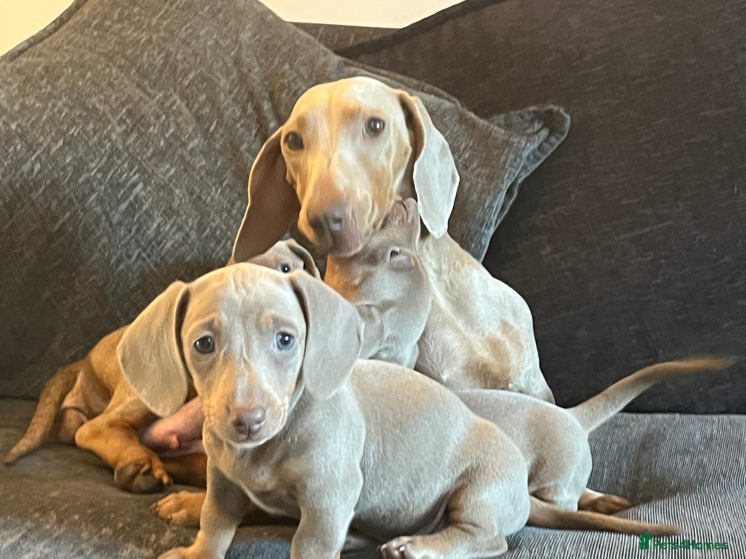 Dachshund dogs for sale: Beautiful Isabella pups exceptional quality  - Image 9