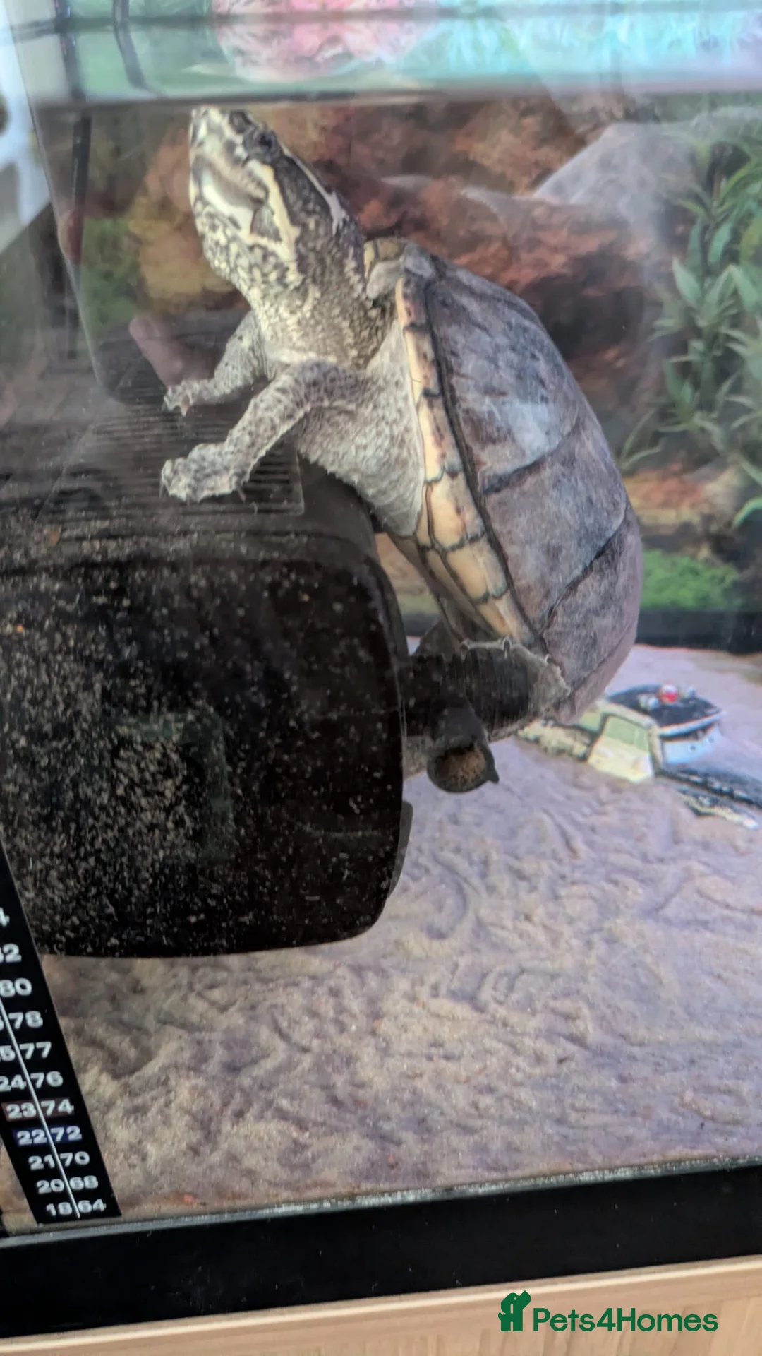Turtle reptiles for sale: Musk turtle and set up - Advert 3