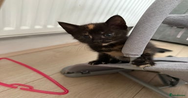 Mixed Breed cats - Advert 3