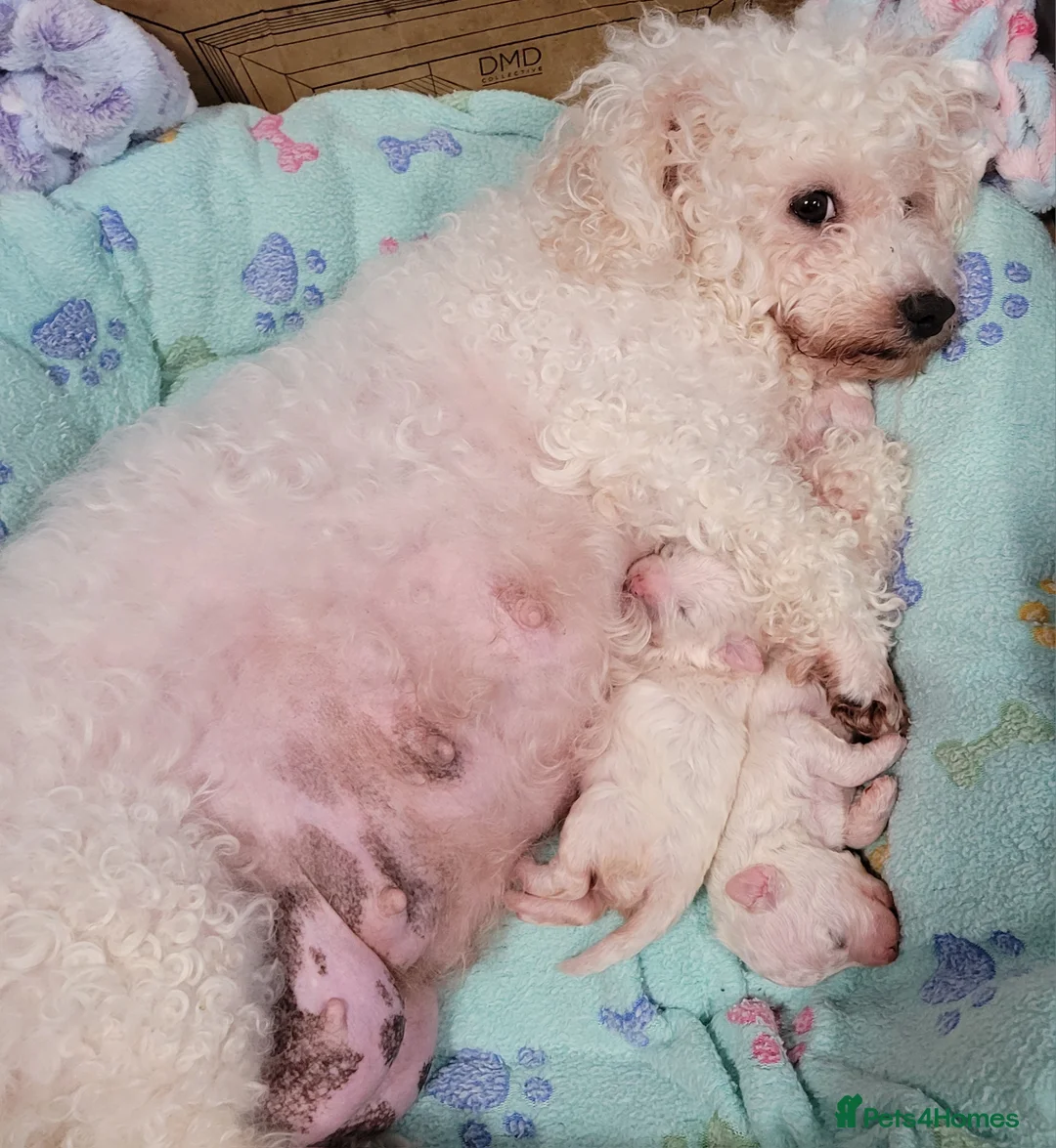 Bichon Frise dogs for sale: beautiful puppies 1 boy 2 girls bichon fries in Liverpool - Advert 4