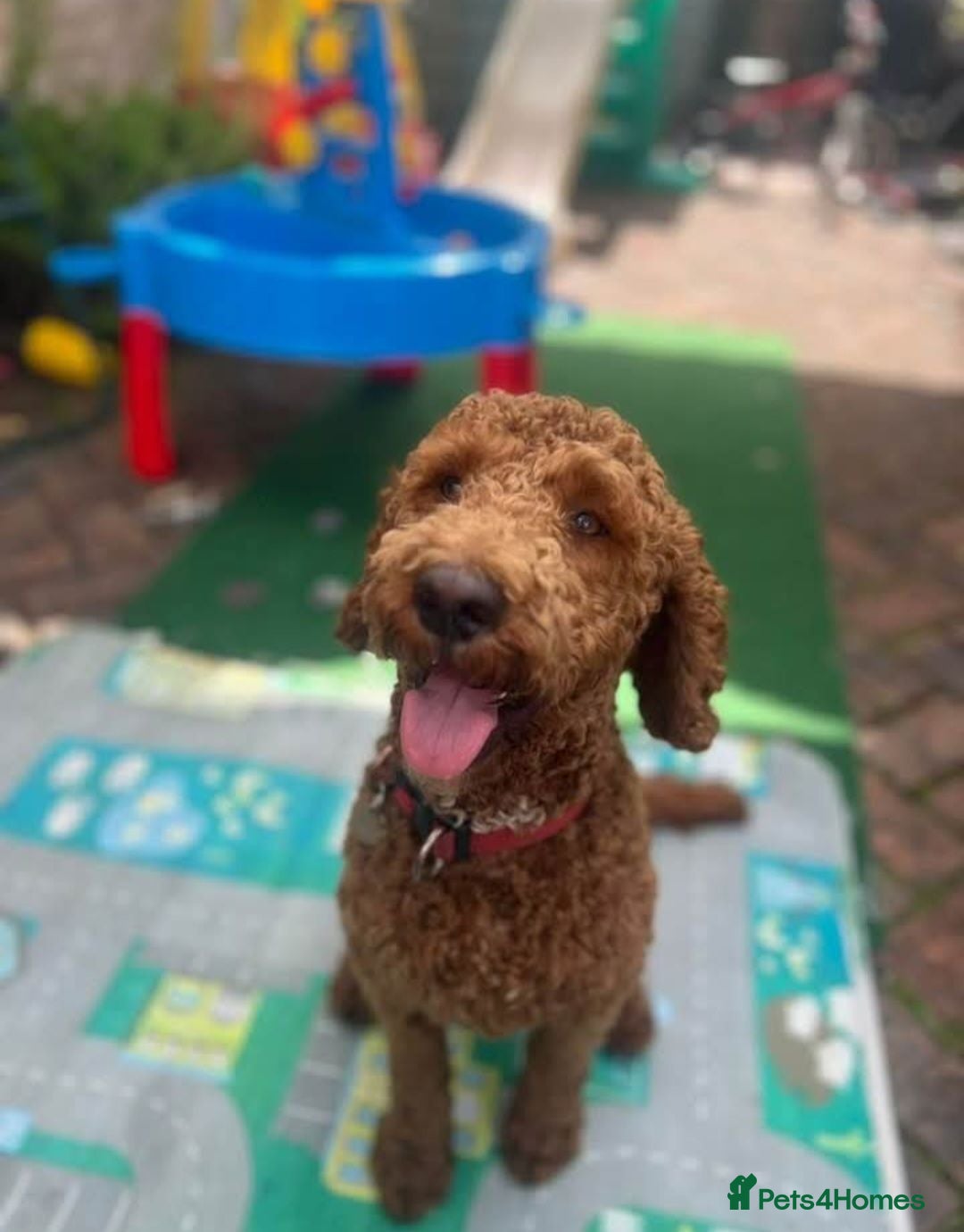 Cockapoo dogs 1 YearOld Cockapoo Looking for His Forever Home 🐾 - Advert 1