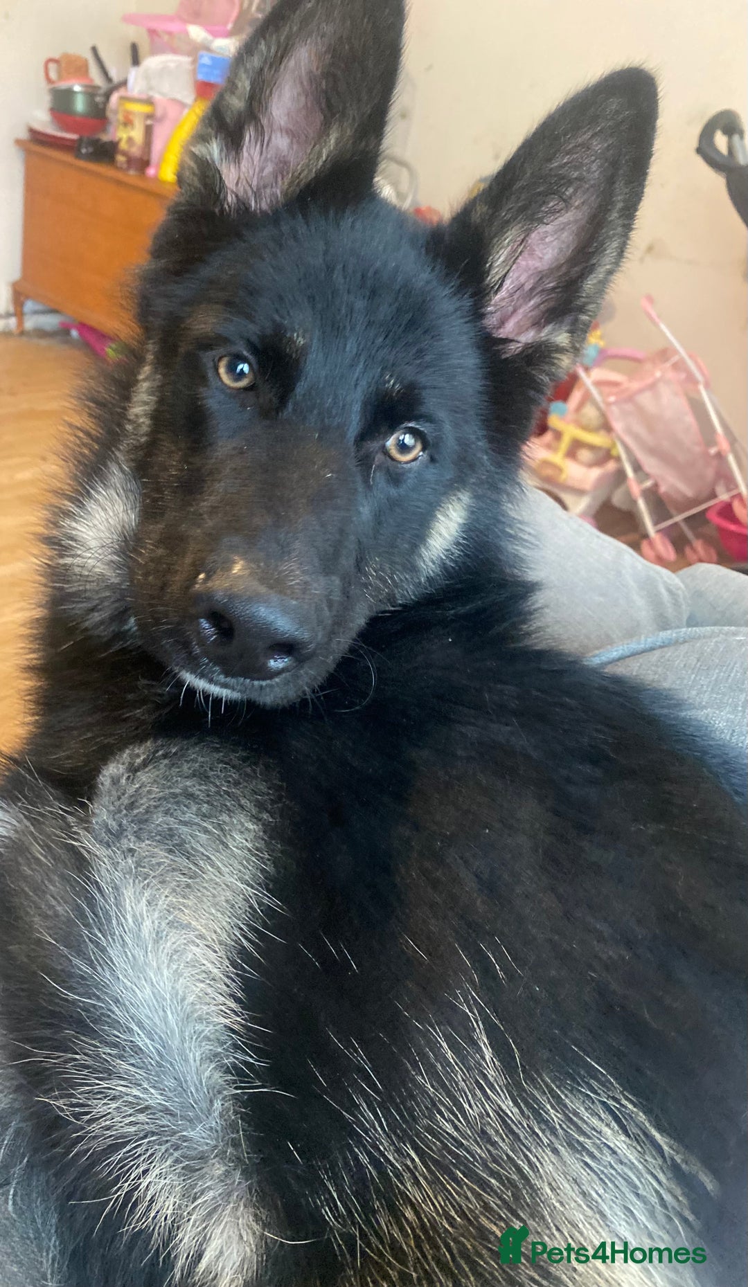 Shepsky dogs for sale: Shepsky apollo - Advert 4