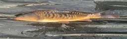Koi Carp fish for sale: Mirror & Common Carp 10-16 Inches in Northwich - Advert 5