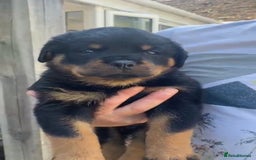 Rottweiler dogs for stud: ROTTWEILER AVAILABLE FOR STUD  - Image 5