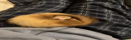 Ferret rodents for sale: 4 month old sandy male  in Cambridge - Advert 2