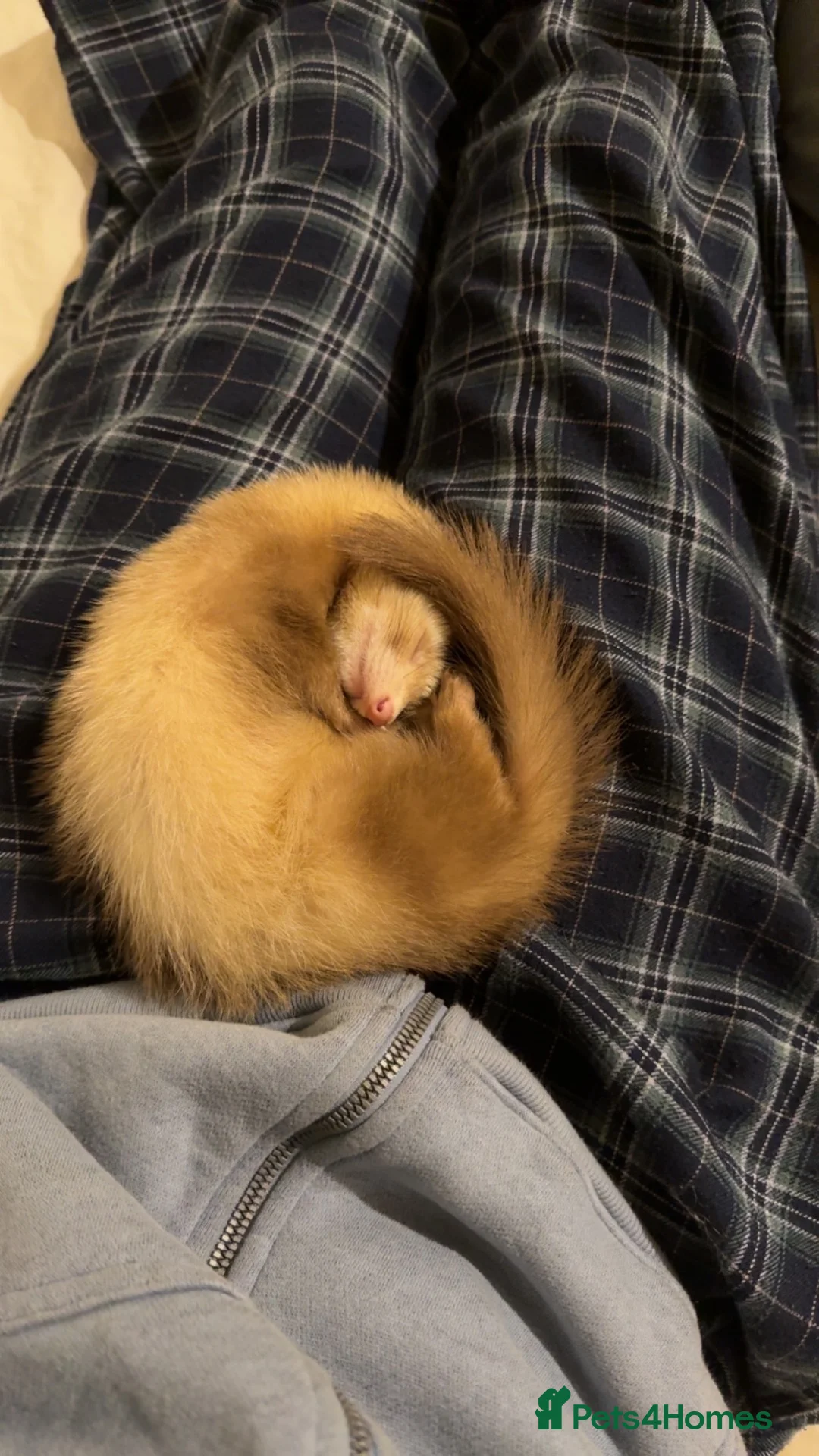 Ferret rodents for sale: 4 month old sandy male  in Cambridge - Advert 2