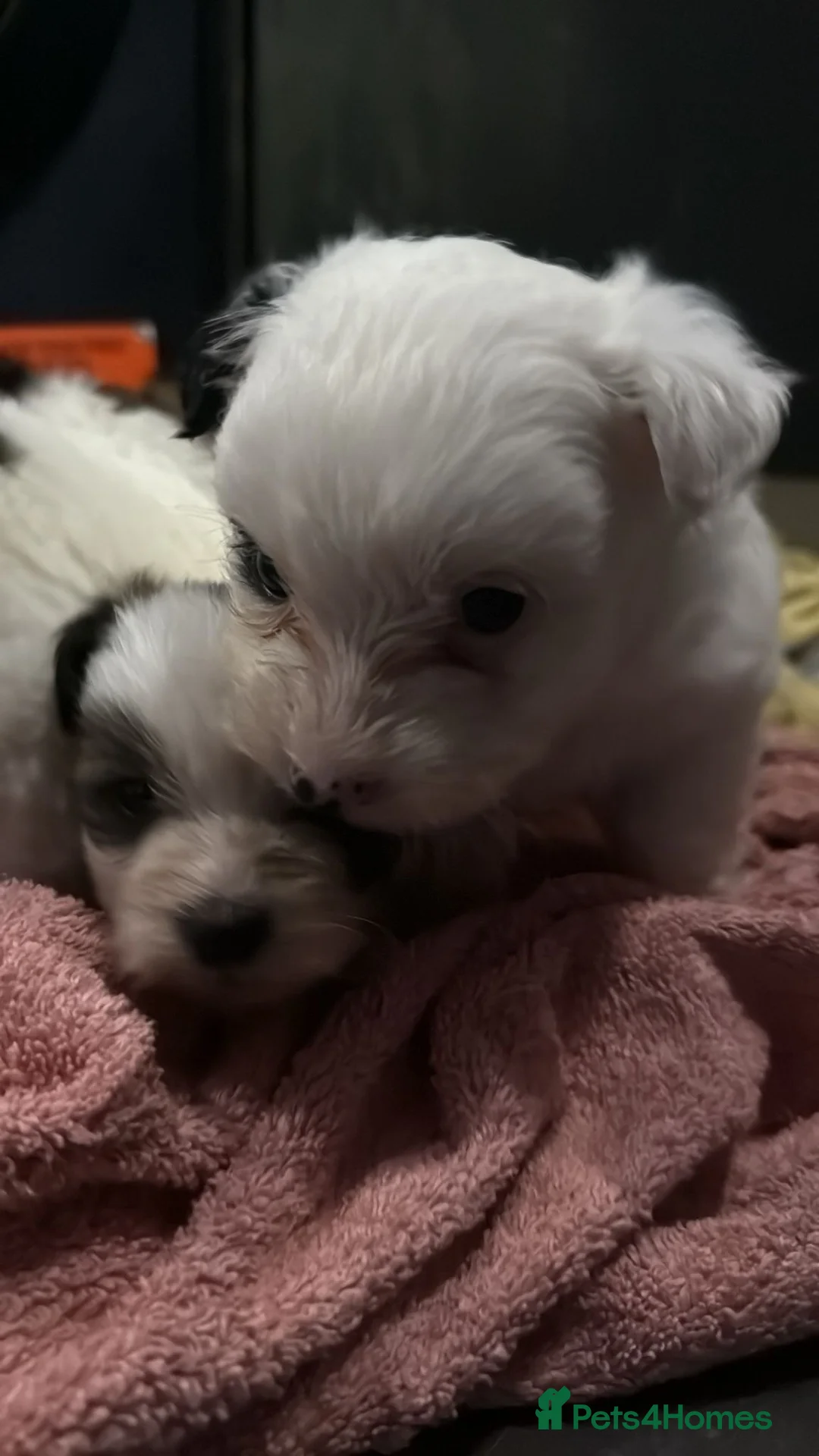 Morkie dogs for sale: 3 beautiful morkies looking for forever home  - Advert 9