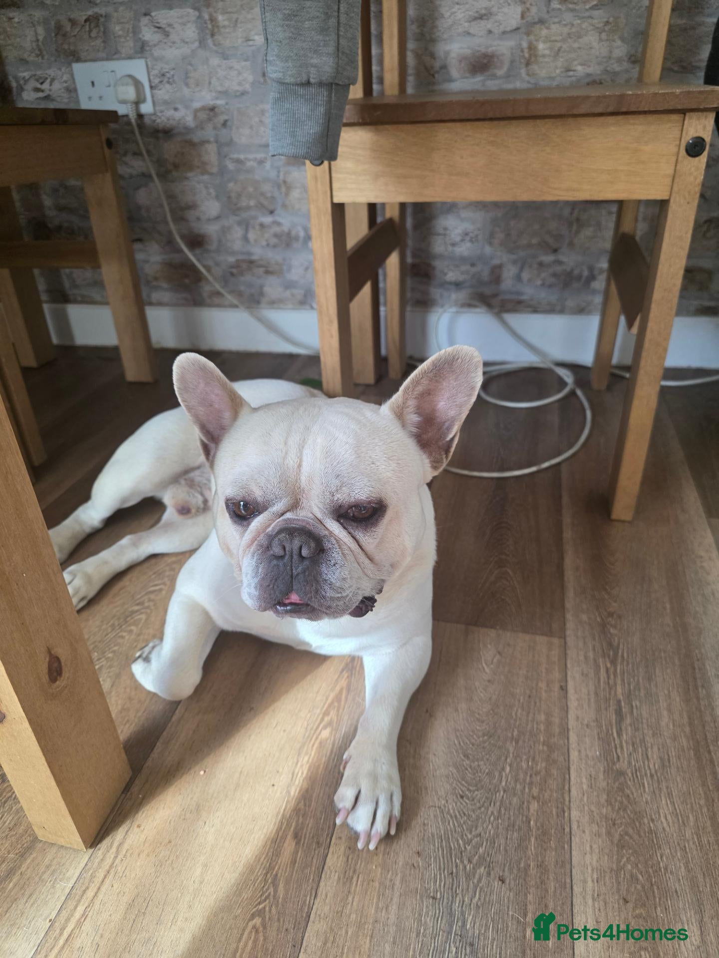 French Bulldog dogs Mr hugo - Advert 2