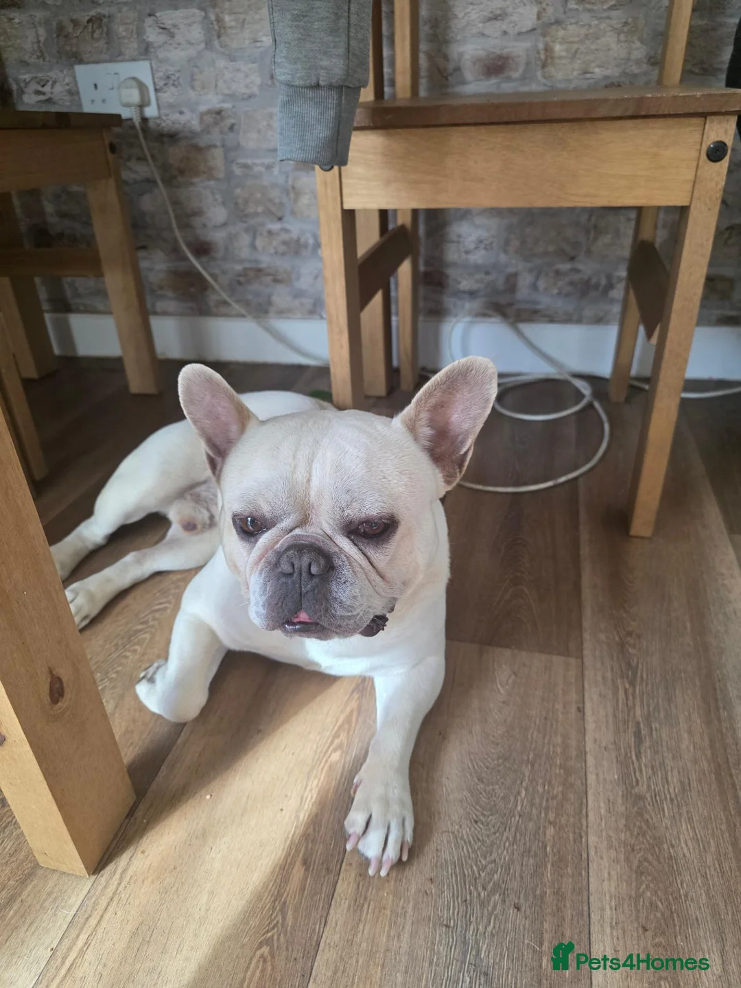 French Bulldog dogs for sale: Mr hugo - Advert 1