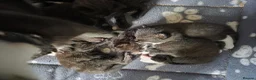 Mixed Breed cats for sale: Kittens for Sale in Bridlington - Advert 34