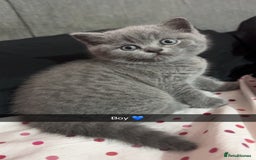 British Shorthair cats for sale: 2 beautiful British shorthair kittens for sale  - Image 1