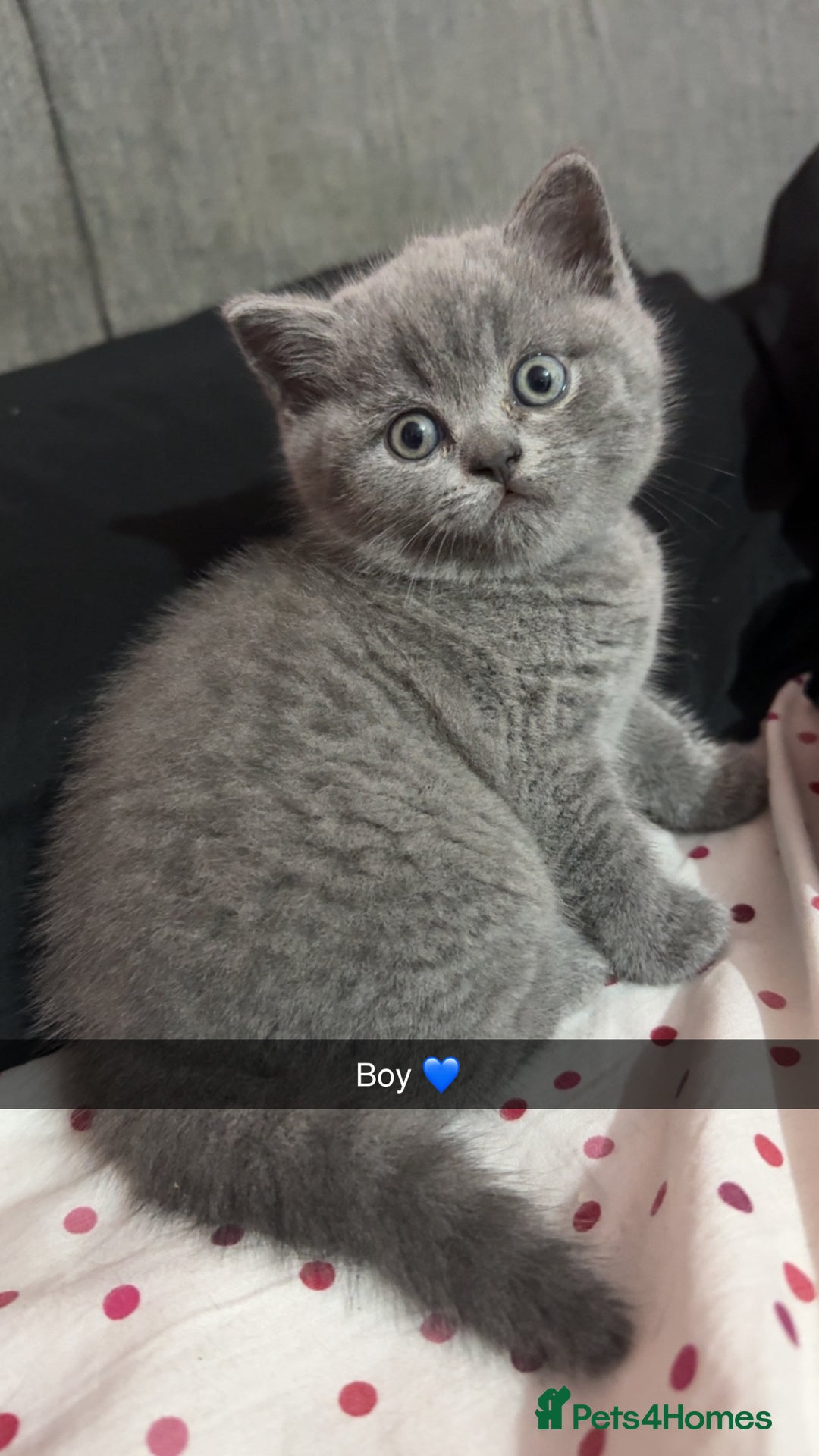 British Shorthair cats for sale: 2 beautiful British shorthair kittens for sale  - Image 1