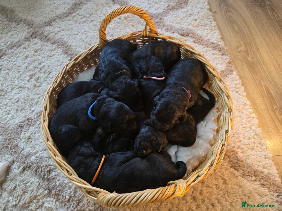 Goldendoodle dogs for sale: Outstanding F1 Goldendoodle Puppies - Advert 15