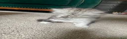 Persian cats for sale: Stunning Persian Chinchilla Kittens - Lancashire. - Advert 17