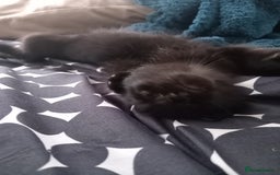 Mixed Breed cats for sale: little kittens  - Image 5