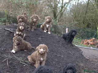 Labradoodle dogs 🐾🌈 Bred for Potential, Raised for Resilience🐾🌈 - Advert 12