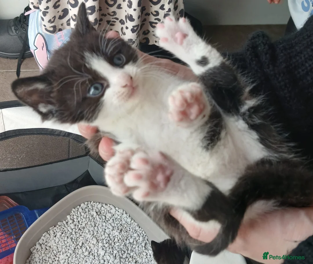 Mixed Breed cats for sale: Lovely kittens - Advert 1