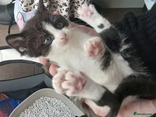 Mixed Breed cats Lovely kittens - Advert 3