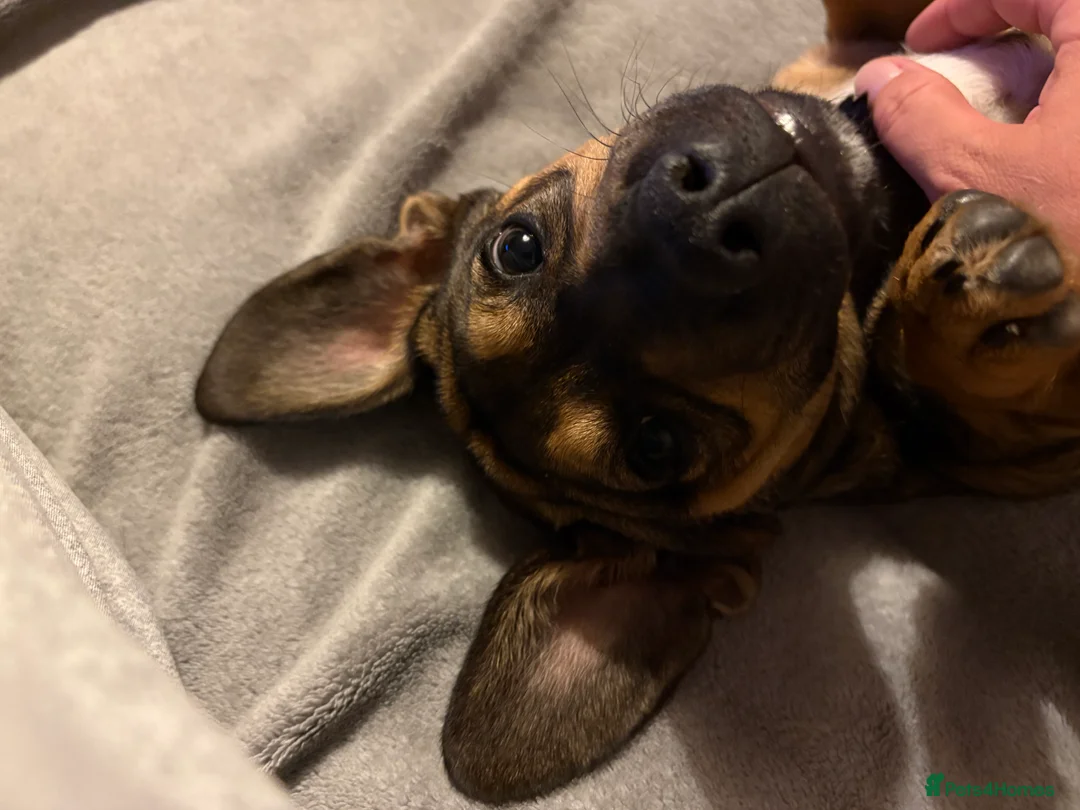 Mixed Breed dogs for sale: Sadly having to rehome  - Advert 4