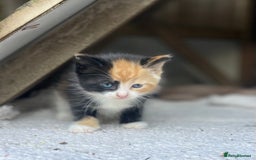 Mixed Breed cats for sale: Kittens for sale  - Image 18