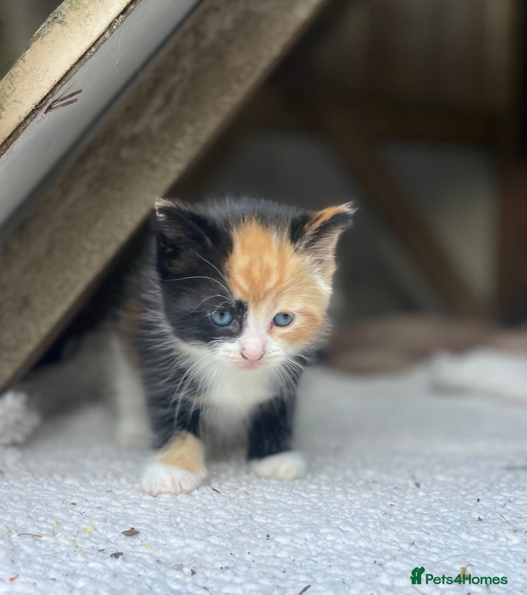 Mixed Breed cats for sale: Kittens for sale  - Image 18
