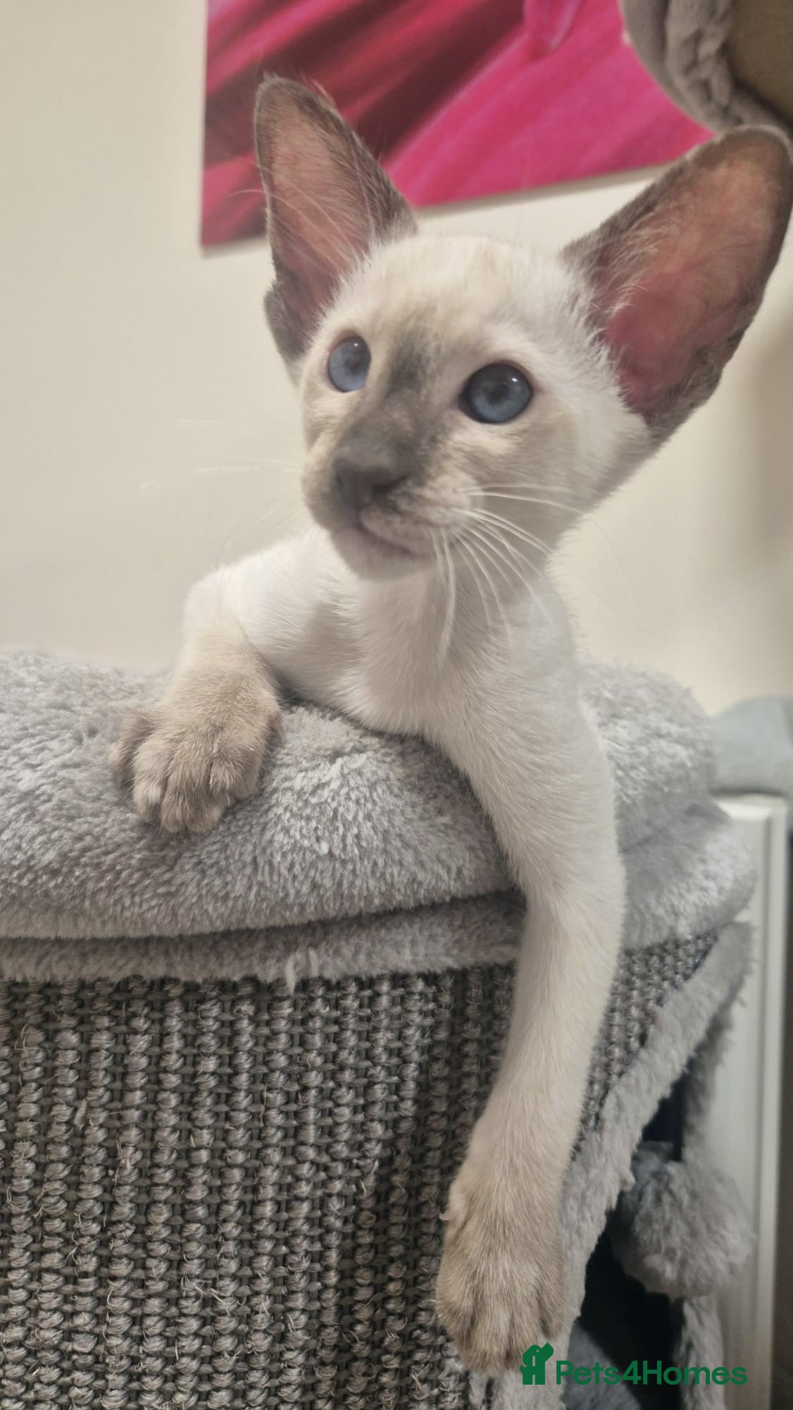 Oriental cats Oriental and Siamese kittens. - Advert 2