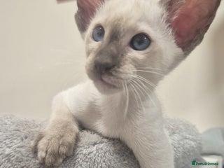 Oriental cats Oriental and Siamese kittens. - Advert 2