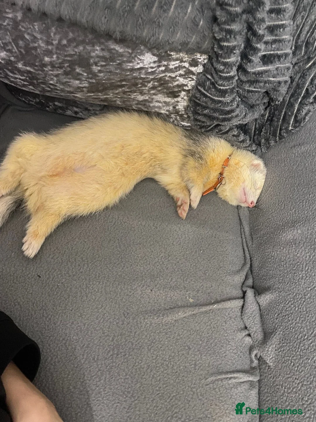 Ferret rodents for sale: 2 male ferrets in Liverpool - Advert 3