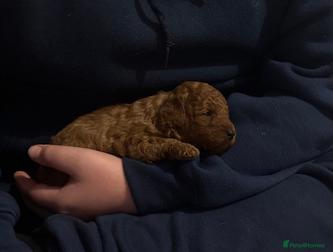 Toy Poodle dogs for sale: 2 TINY BOYS LEFT kc registered deep red toy poodle - Advert 34