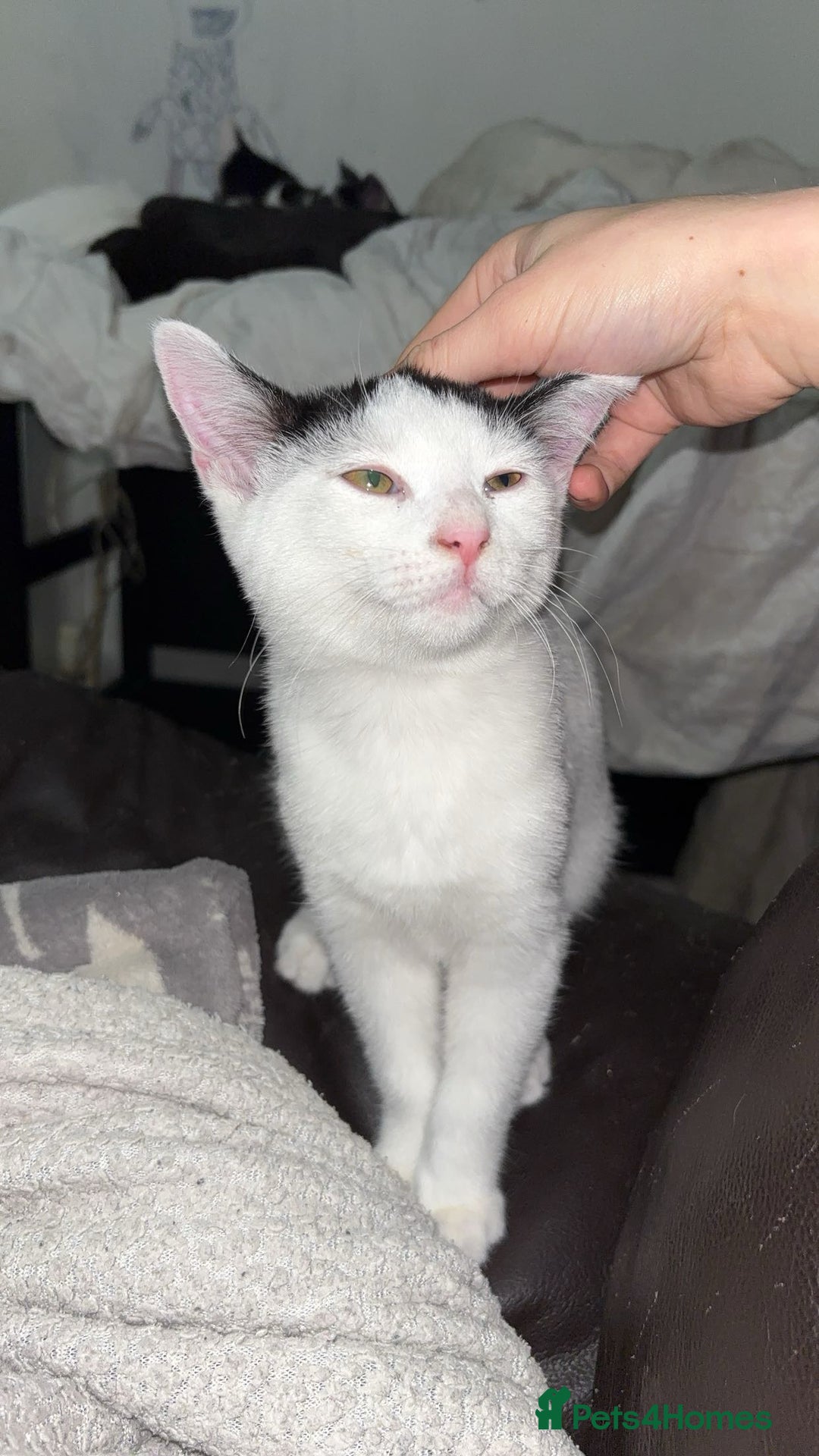 American Shorthair cats for sale: 3 black and white cats - Advert 8