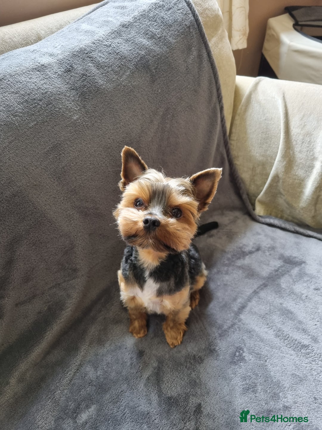 Yorkshire Terrier dogs for stud: Stunning Marco Black Tiger aka Paco - Image 7