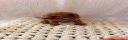Cockapoo dogs for sale: 🐾 Beautiful Cheeky Cockapoos 🐾 - Advert 21