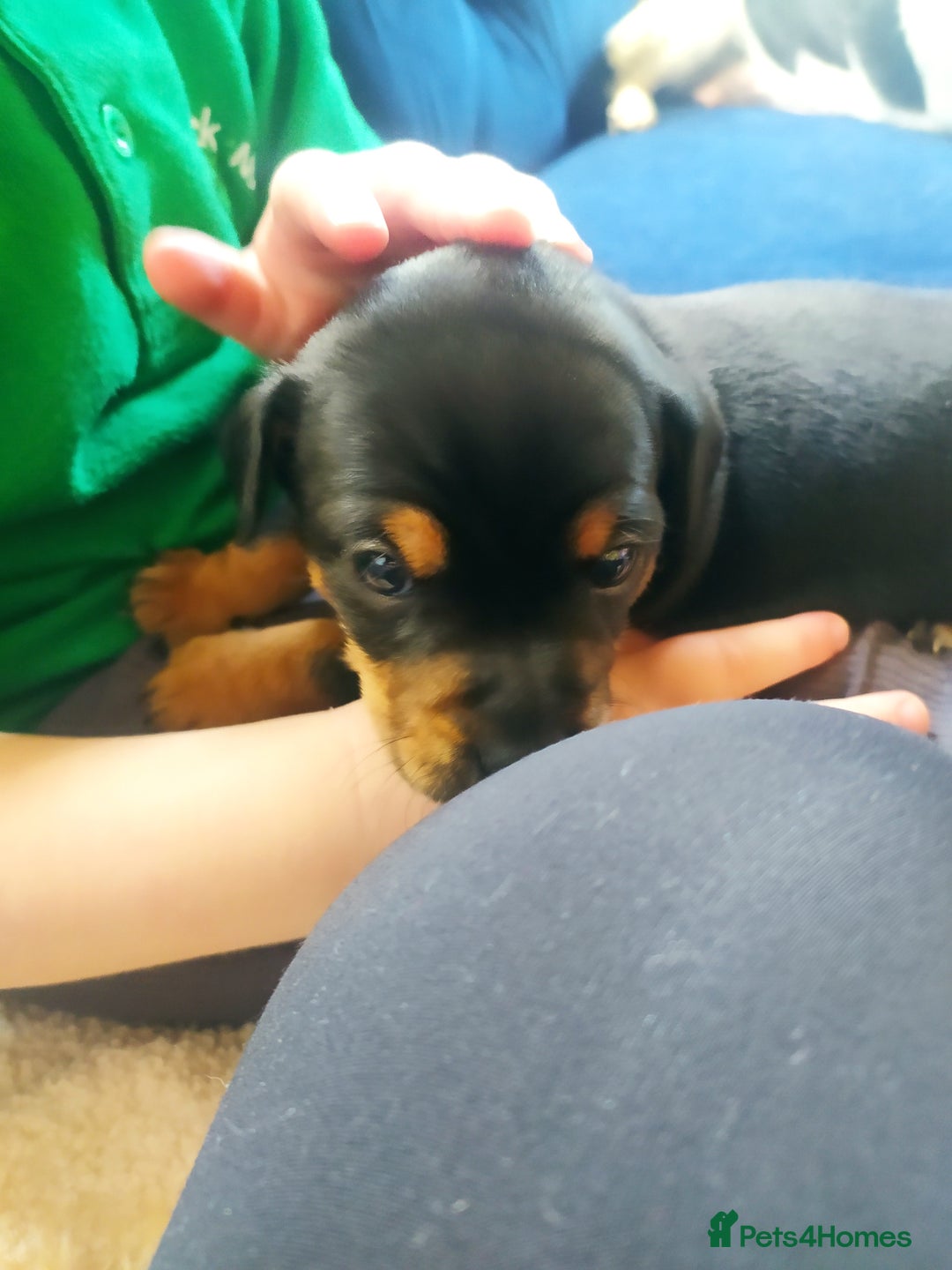 Jack Russell dogs for sale: Jack Russell  - Advert 2