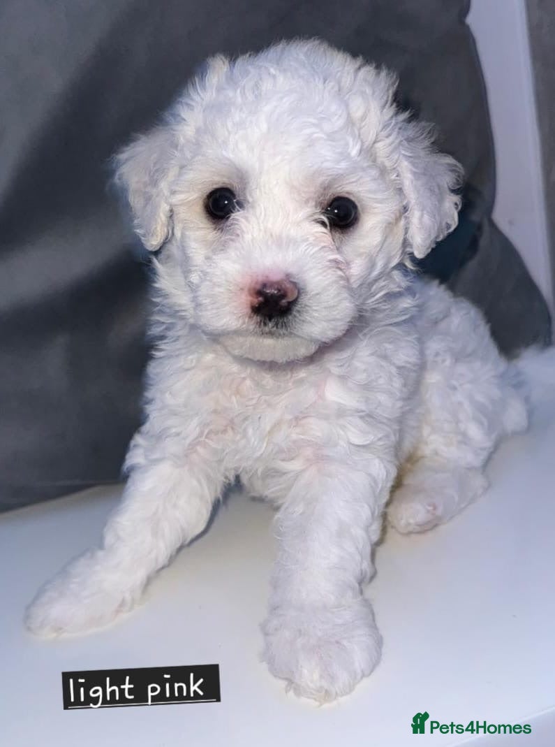 Bichon Frise dogs Full Breed Bichon Frise 1female left!!  - Advert 1