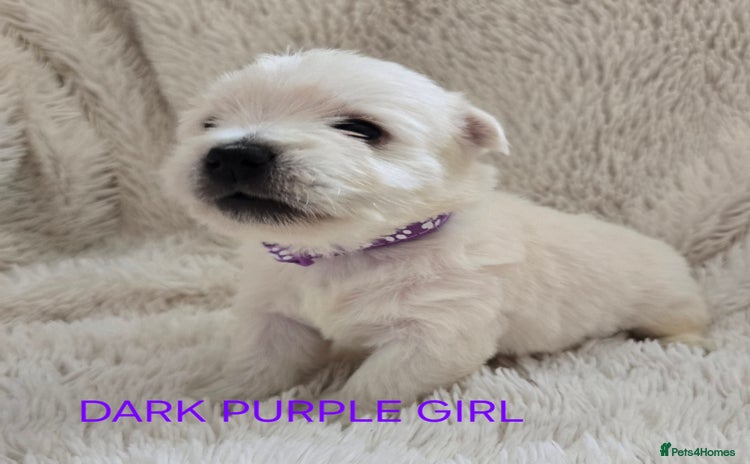 West Highland Terrier dogs - Advert 1