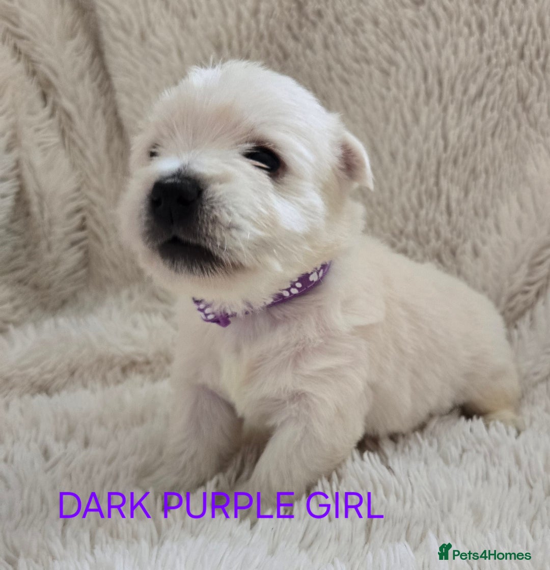 West Highland Terrier dogs for sale: STUNNING WEST HIGHLAND TERRIER PUPPIES  - Image 1