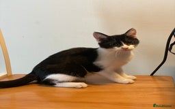British Shorthair cats for sale: Two loving kittens ready for their forever home! - Image 2