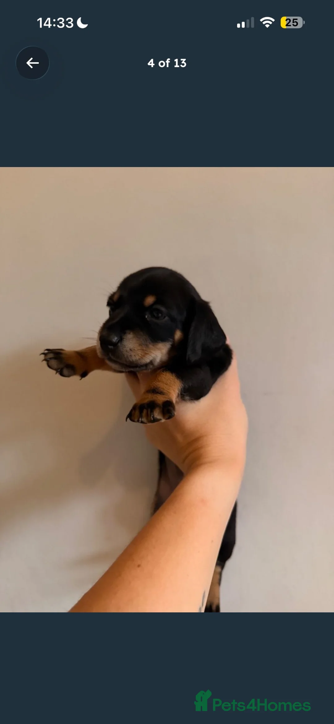Miniature Dachshund dogs for sale: Miniature dachshund  - Advert 2