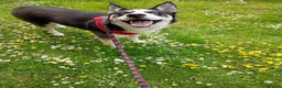 Utonagan dogs for sale: happy, clever boy - Advert 2