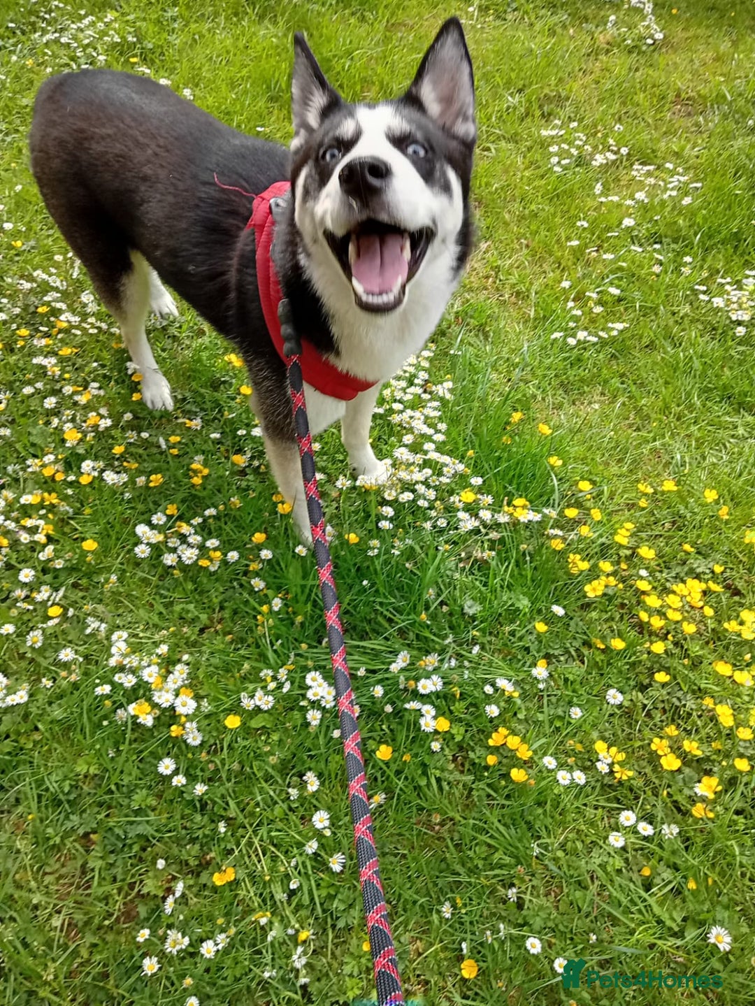 Utonagan dogs for sale: happy clever doggo - Image 2